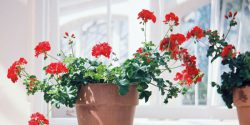 نگهداری انواع گل شمعدانی در آپارتمان و حیاط + علت رشد نکردن
