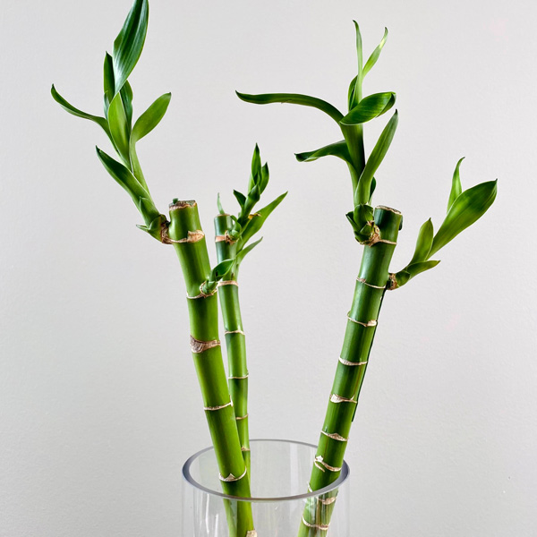 انواع بامبو نگهداری بامبو غذای بامبو گل بامبو و شانس رشد بامبو گل بامبو نشانه چیست خواص گل بامبو گل بامبو خاکی