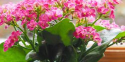 نگهداری گل کالانکوا در آپارتمان + علت خشک شدن و گل ندادن