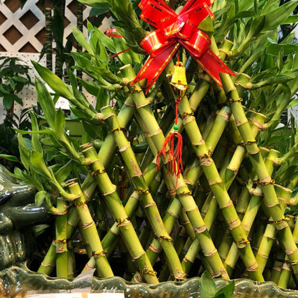 انواع بامبو نگهداری بامبو غذای بامبو گل بامبو و شانس رشد بامبو گل بامبو نشانه چیست خواص گل بامبو گل بامبو خاکی