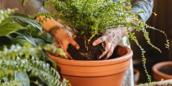 نگهداری انواع گیاه سرخس و احیای آن +‌ فواید و علت خشک شدن