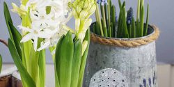 نماد انواع گل سنبل هلندی + نگهداری پیاز گل سنبل در یخچال
