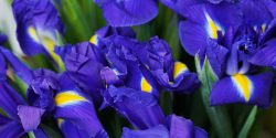 انواع گل زنبق قرمز و آبی وحشی + نماد، خواص و نام دیگر گل زنبق