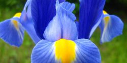 انواع گل زنبق قرمز و آبی وحشی + نماد، خواص و نام دیگر گل زنبق
