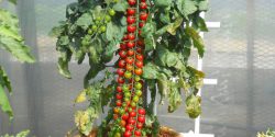 کاشت گوجه فرنگی با 4 روش در گلدان و بطری نوشابه + فصل کاشت