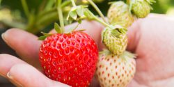 روش جدید کاشت توت فرنگی در خانه و باغچه با دانه + فصل کاشت