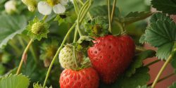 روش و مراحل کاشت توت فرنگی در باغچه و بطری نوشابه با دانه