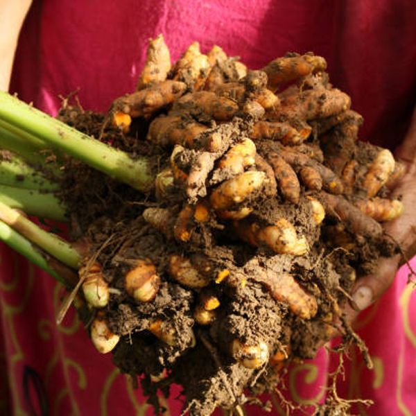 فصل کاشت زنجبیل کاشت زنجبیل در خوزستان کاشت زنجبیل خشک شده سود کاشت زنجبیل کاشت زنجبیل در ایران کاشت زنجبیل نی نی سایت