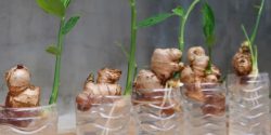ترفند و روش کاشت زنجبیل در گلدان با 2 روش + فصل و زمان کاشت