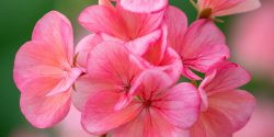 نگهداری انواع گل شمعدانی در آپارتمان و حیاط + علت رشد نکردن