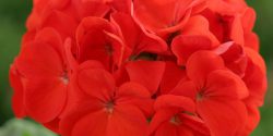 صفر تا صد نگهداری گل شمعدانی قرمز و هلندی در آپارتمان و آب