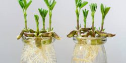 کاشت بادام زمینی در گلدان و باغچه + زمان کاشت بادام زمینی