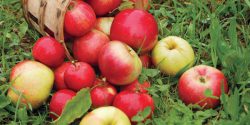 کاشت هسته سیب در گلدان و باغچه + مدت زمان جوانه زدن