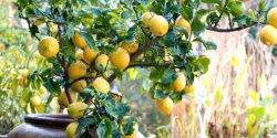 کاشت هسته لیمو ترش در گلدان + کاشت لیمو در سیب زمینی