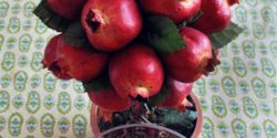 تزیین میوه شب یلدا ساده و جدید در سینی برای مدرسه و عروس