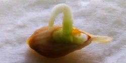 کاشت هسته پرتقال در گلدان با 2 روش + زمان کاشت