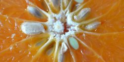 کاشت هسته پرتقال در گلدان با 2 روش + زمان کاشت هسته پرتقال