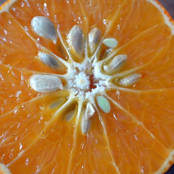 کاشت هسته پرتقال برای سبزه عید زمان کاشت هسته پرتقال کاشت هسته پرتقال نی نی سایت کاشت هسته پرتقال در آب کاشت هسته مرکبات