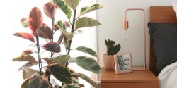 نگهداری انواع گل فیکوس در آپارتمان و خواص آن + مشکلات
